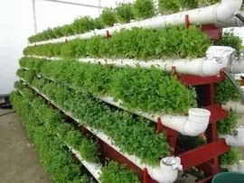 Aprenda Fazer Projeto Horta Hidroponia Org�nica Ecol�gico
